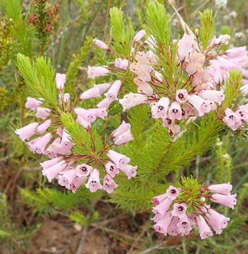 Imagem de Erica filamentosa Andr.