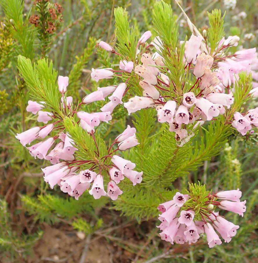 Imagem de Erica filamentosa Andr.