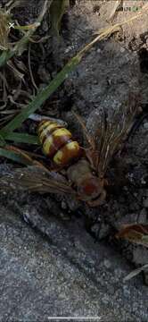 Image of Western Cicada Killer