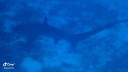 Image of thresher sharks