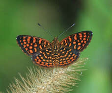 Image of Antillea pelops Drury 1773