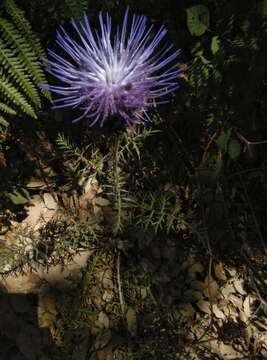 Image of Cynara humilis L.