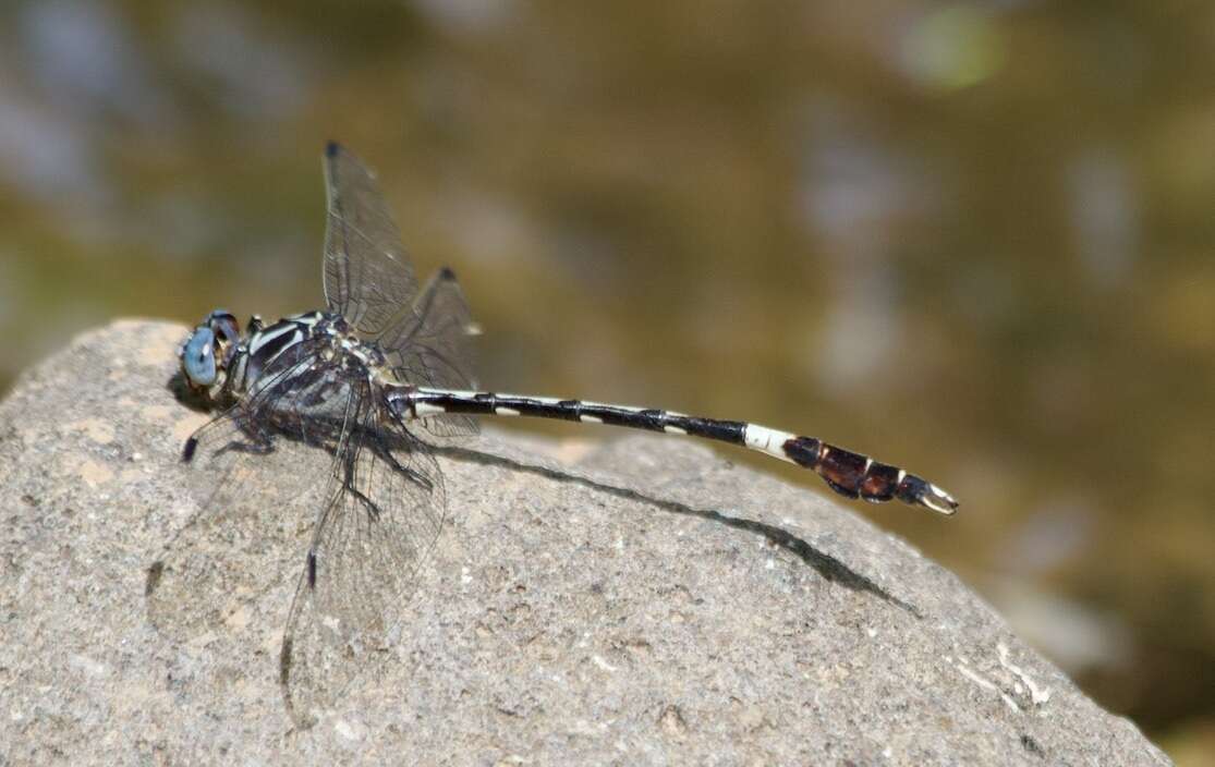 Imagem de Phyllogomphoides pacificus (Selys 1873)