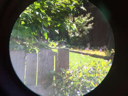 Image of Golden-crowned Sparrow