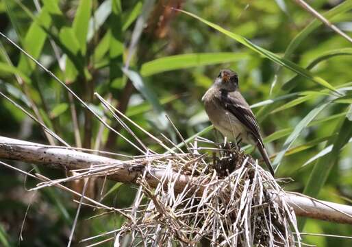 Image of Black-capped Flycatcher