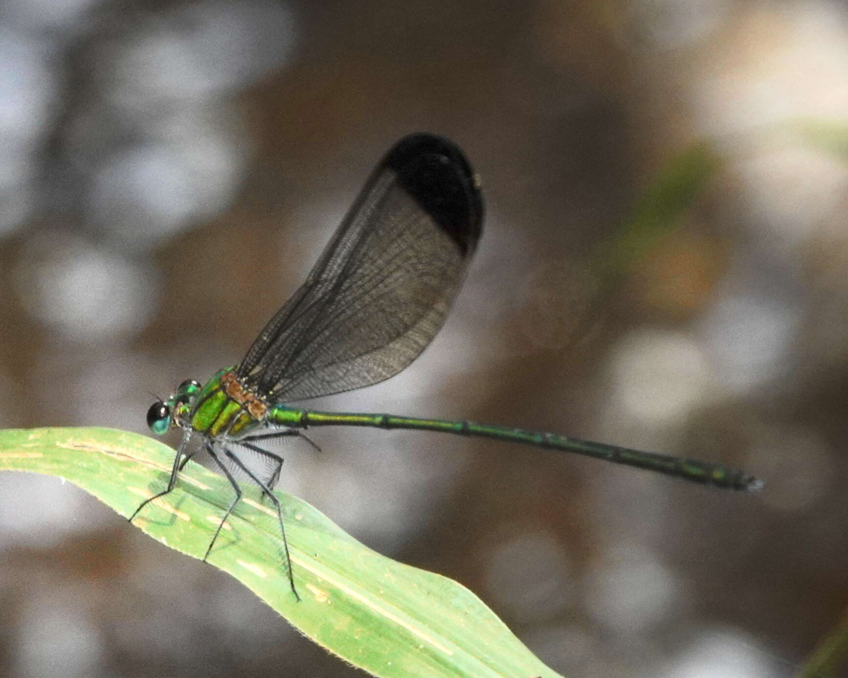 Image of Vestalis nigrescens Fraser 1929