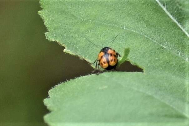 Image of Bassareus mammifer (Newman 1840)