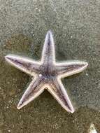 Image of Two-spined sea star