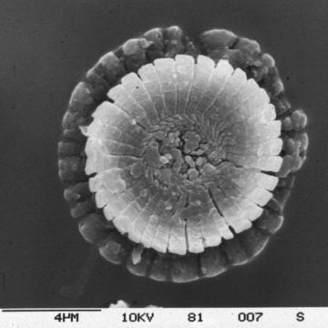 Image of Coccolithus