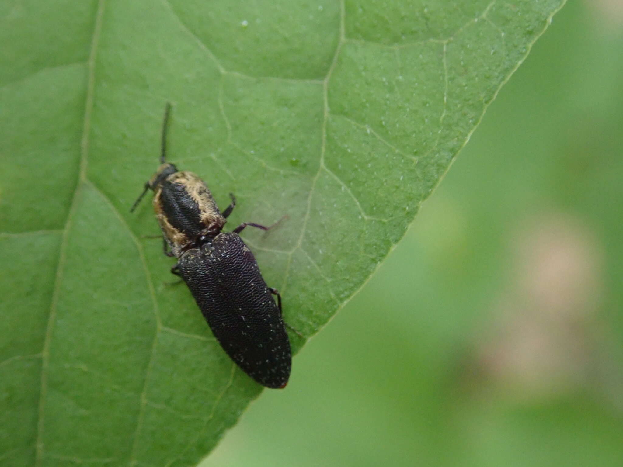 Image of Lacon discoideus (Weber 1801)