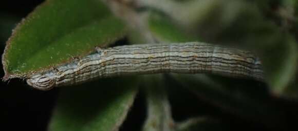 Image of Whitney's Underwing Moth