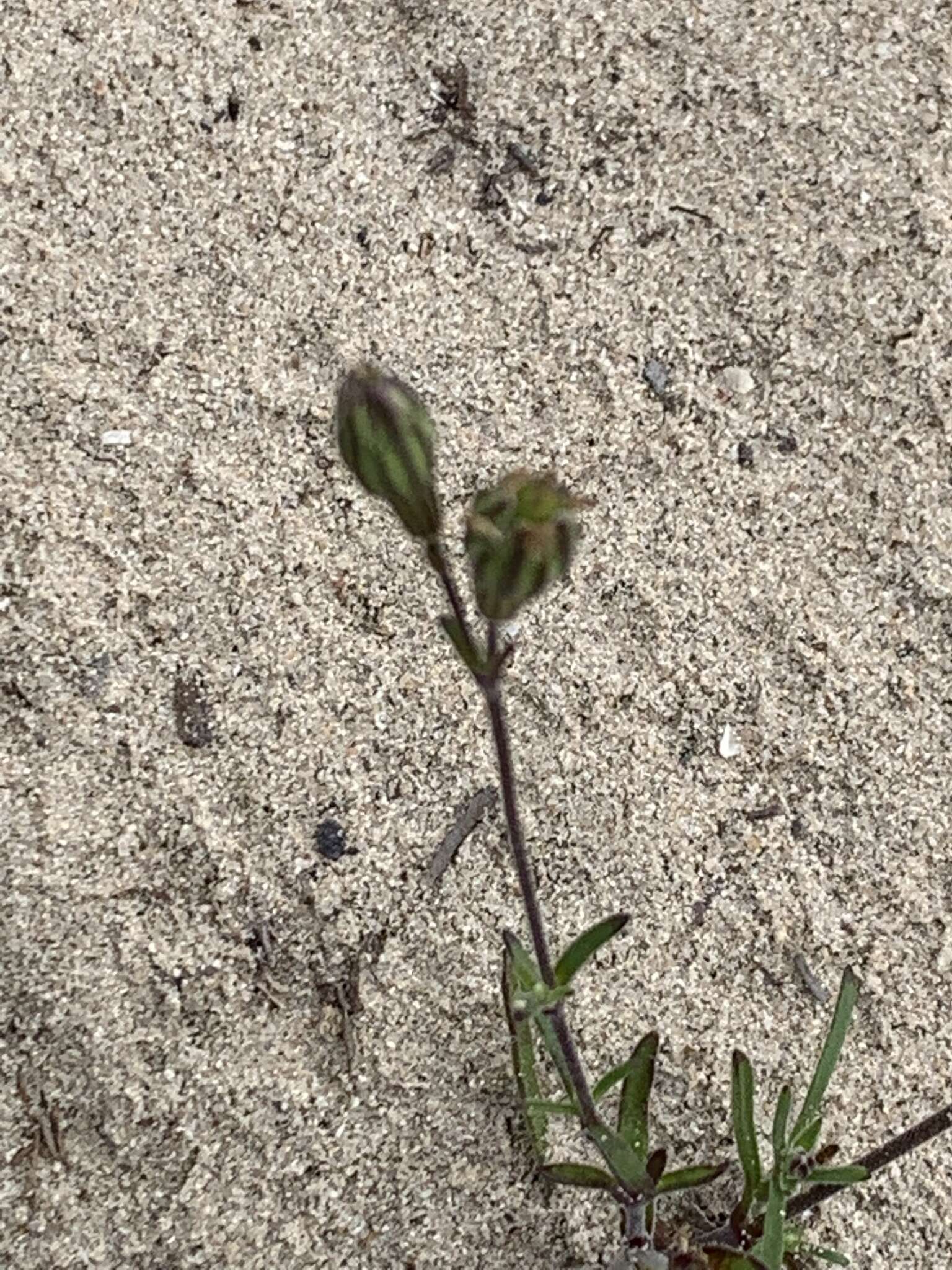 Image of <i>Silene aethiopica</i>