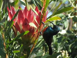 Image of Greater Double-collared Sunbird