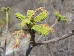 Image of Actinocheita potentillifolia (Turcz.) Bullock