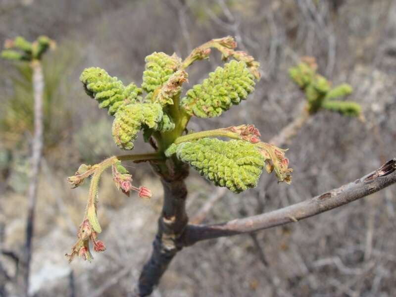 Слика од Actinocheita potentillifolia (Turcz.) Bullock