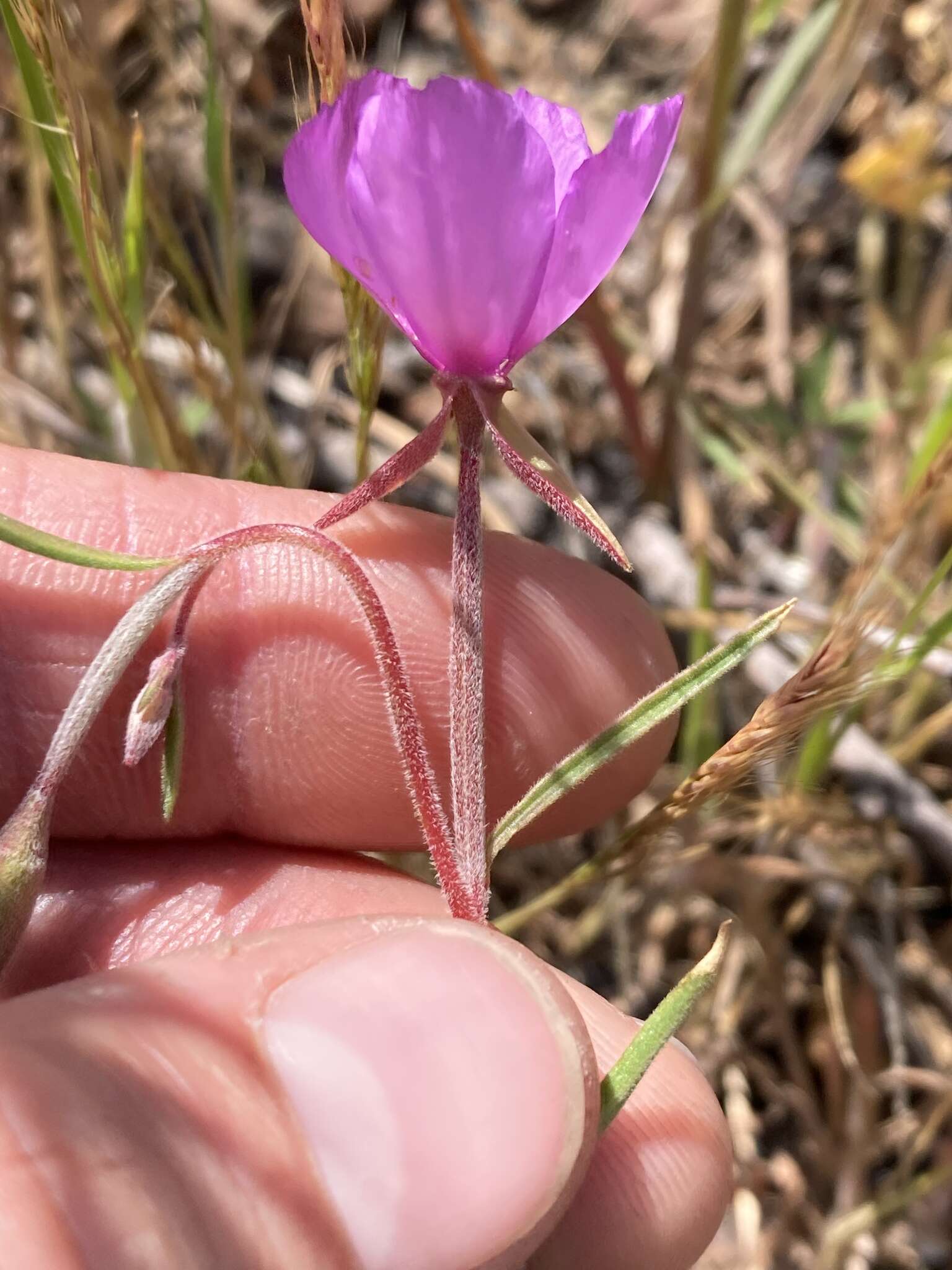 Image of slender clarkia