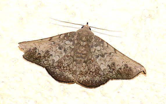 Image of Drepanoperas falcigera Walker 1858