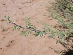 Sivun Vachellia hebeclada subsp. hebeclada kuva