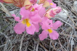 Слика од Harveya purpurea (L. fil.) Harv. ex Hook.