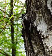 Image of Eurasian Three-toed Woodpecker