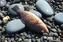 Epinephelus areolatus (Forsskål 1775) resmi