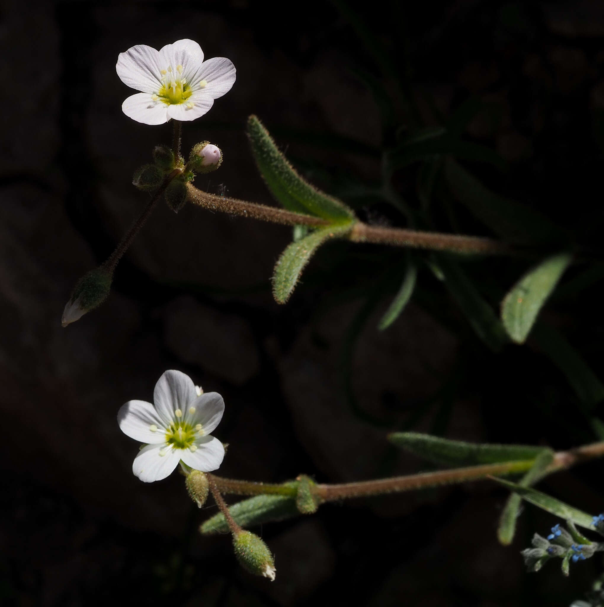 Plancia ëd Holosteum glutinosum (M. Bieb.) Fisch. & C. A. Mey.