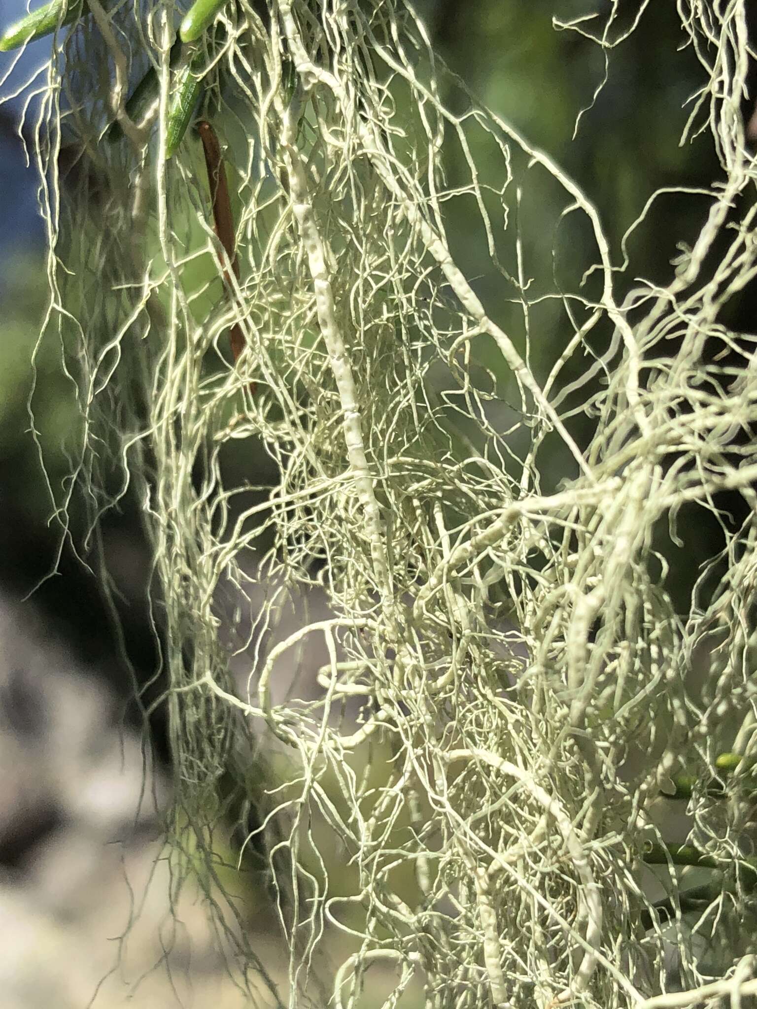 Image of cavern beard lichen