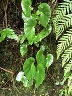 Слика од Begonia stenotepala L. B. Sm. & B. G. Schub.