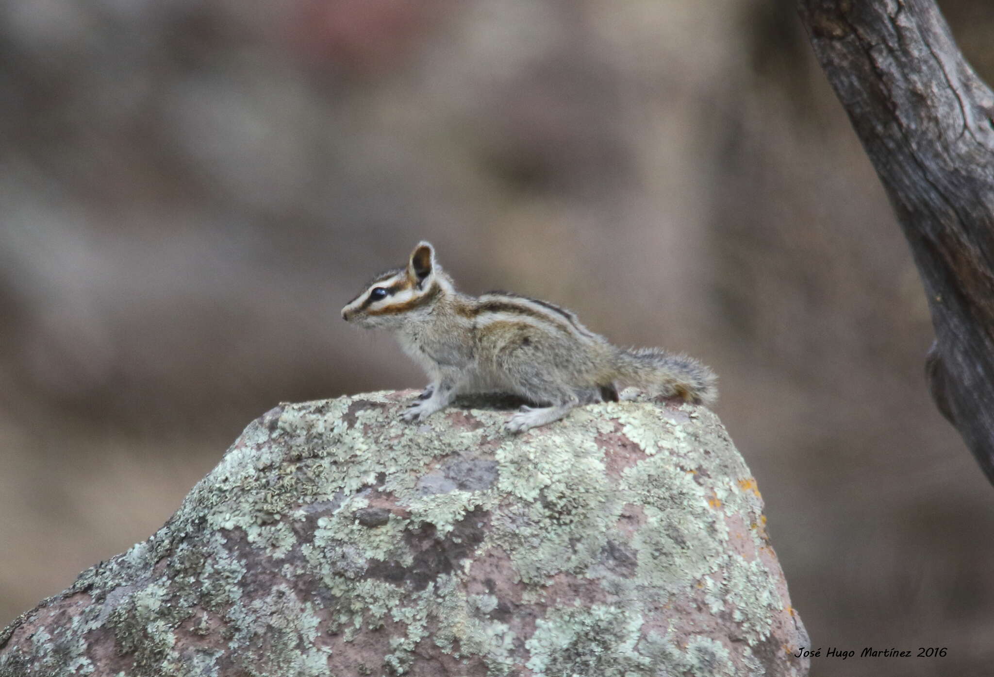 Image of Durango Chipmunk