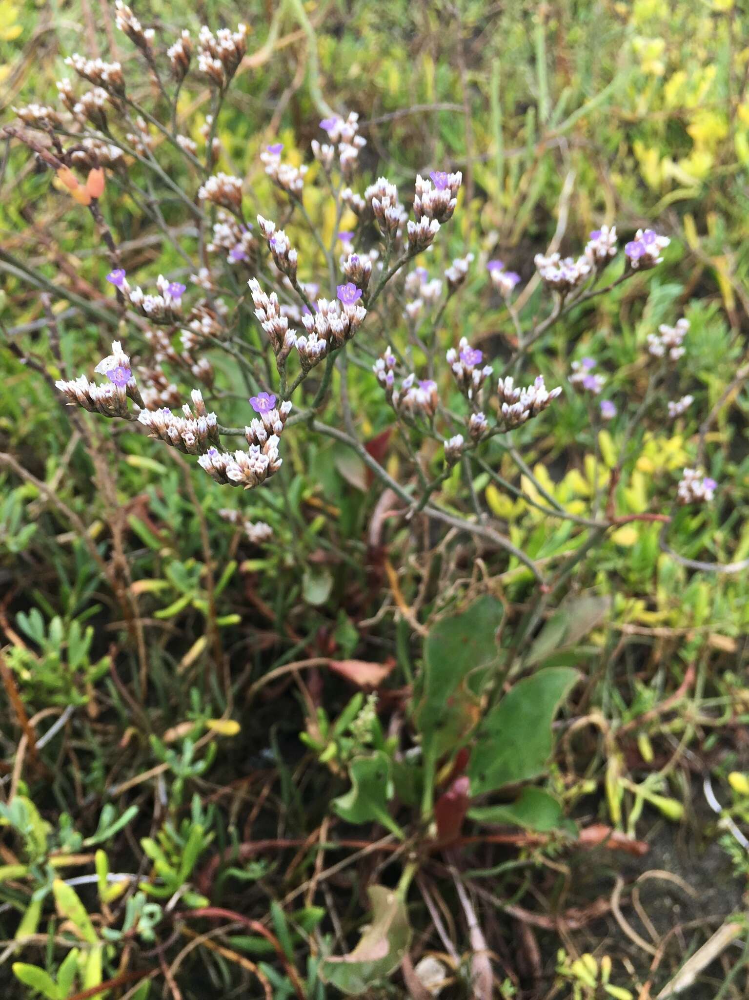 Imagem de Limonium californicum (Boiss.) Heller