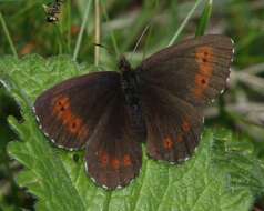 Image of Erebia euryale Esper 1777