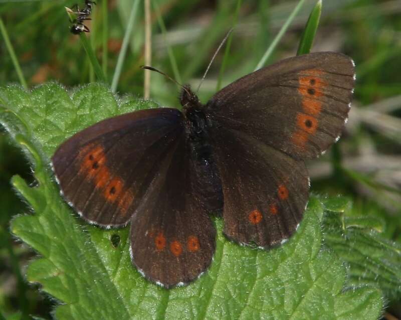 Image of Erebia euryale Esper 1777