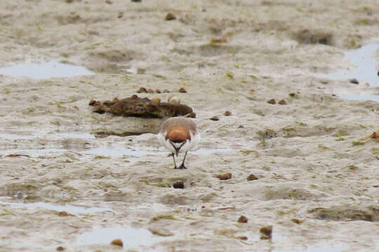 Image of Red-capped Dotterel