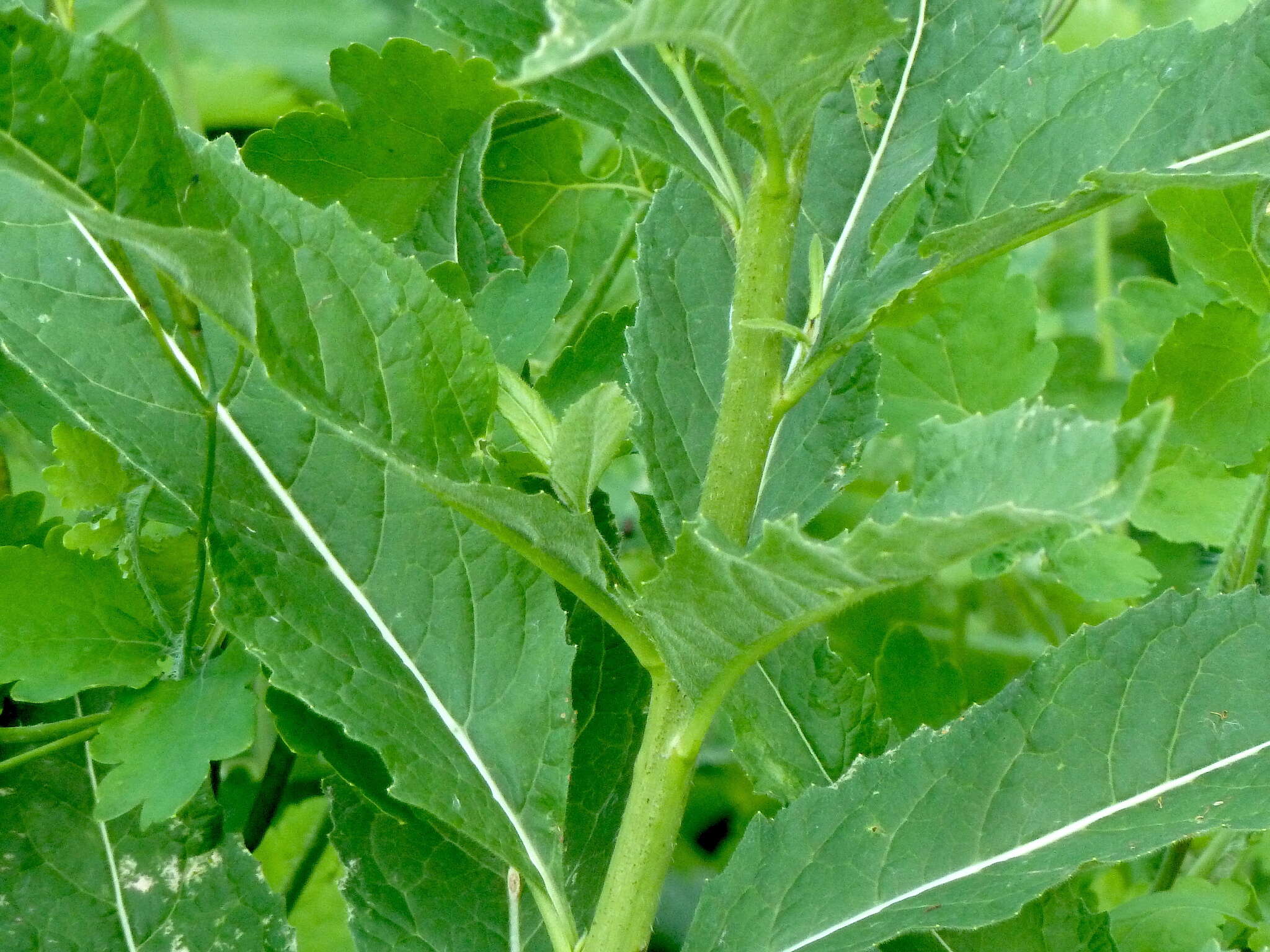 Image of Sisymbrium strictissimum L.