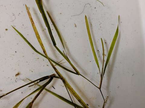 Image of Flat-Stem Pondweed