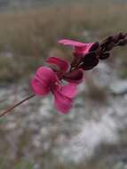 Слика од Indigofera pedunculata Baker