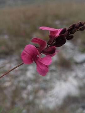 Plancia ëd Indigofera pedunculata Baker