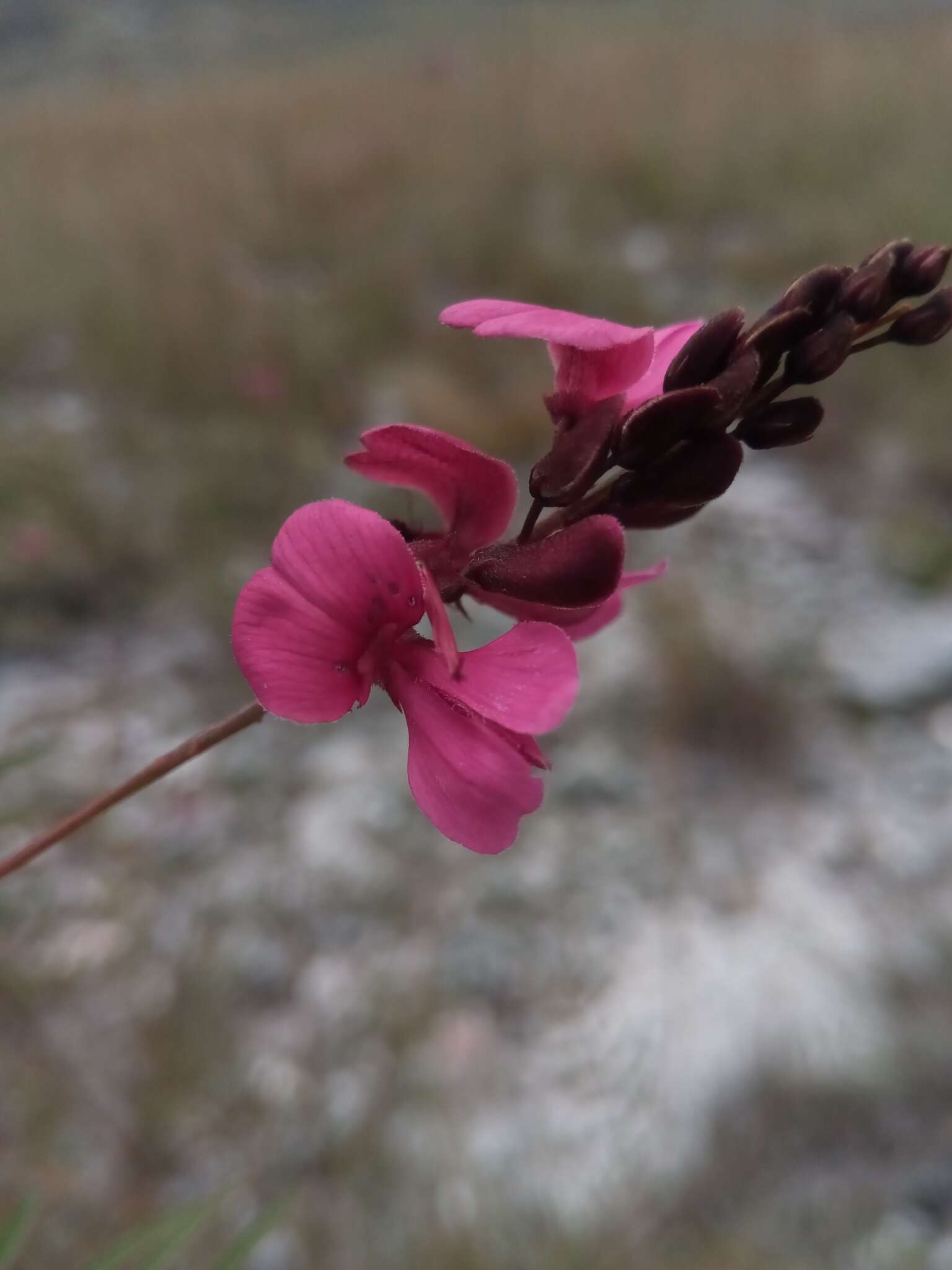 Слика од Indigofera pedunculata Baker