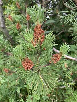 Image of Mountain Pine