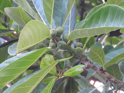 Ficus obtusifolia Kunth的圖片