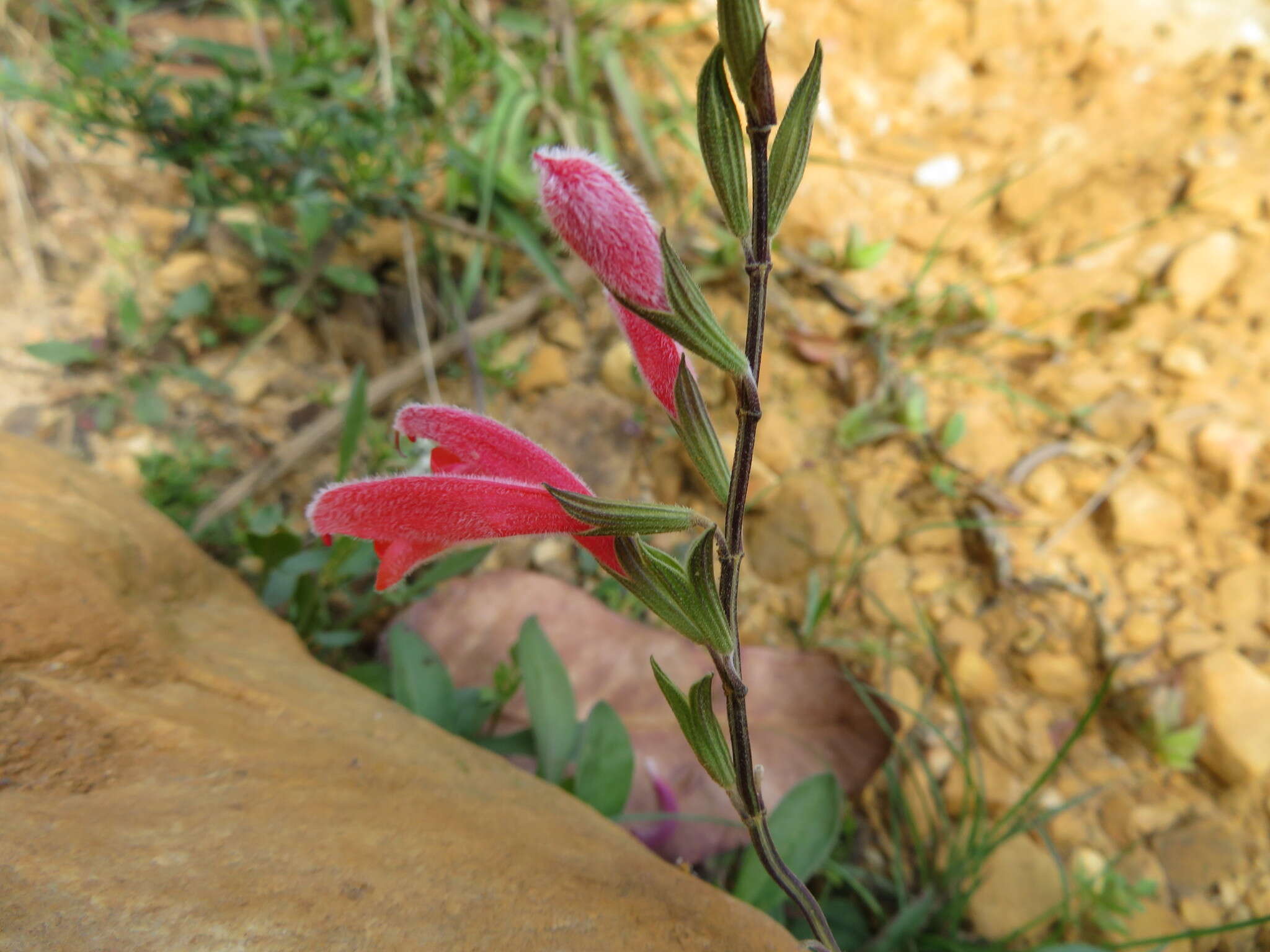 Sivun Salvia oppositiflora Ruiz & Pav. kuva