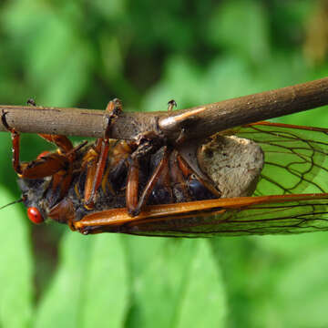 Image of Massospora cicadina Peck 1878