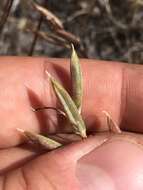 Sivun Astragalus obscurus S. Wats. kuva