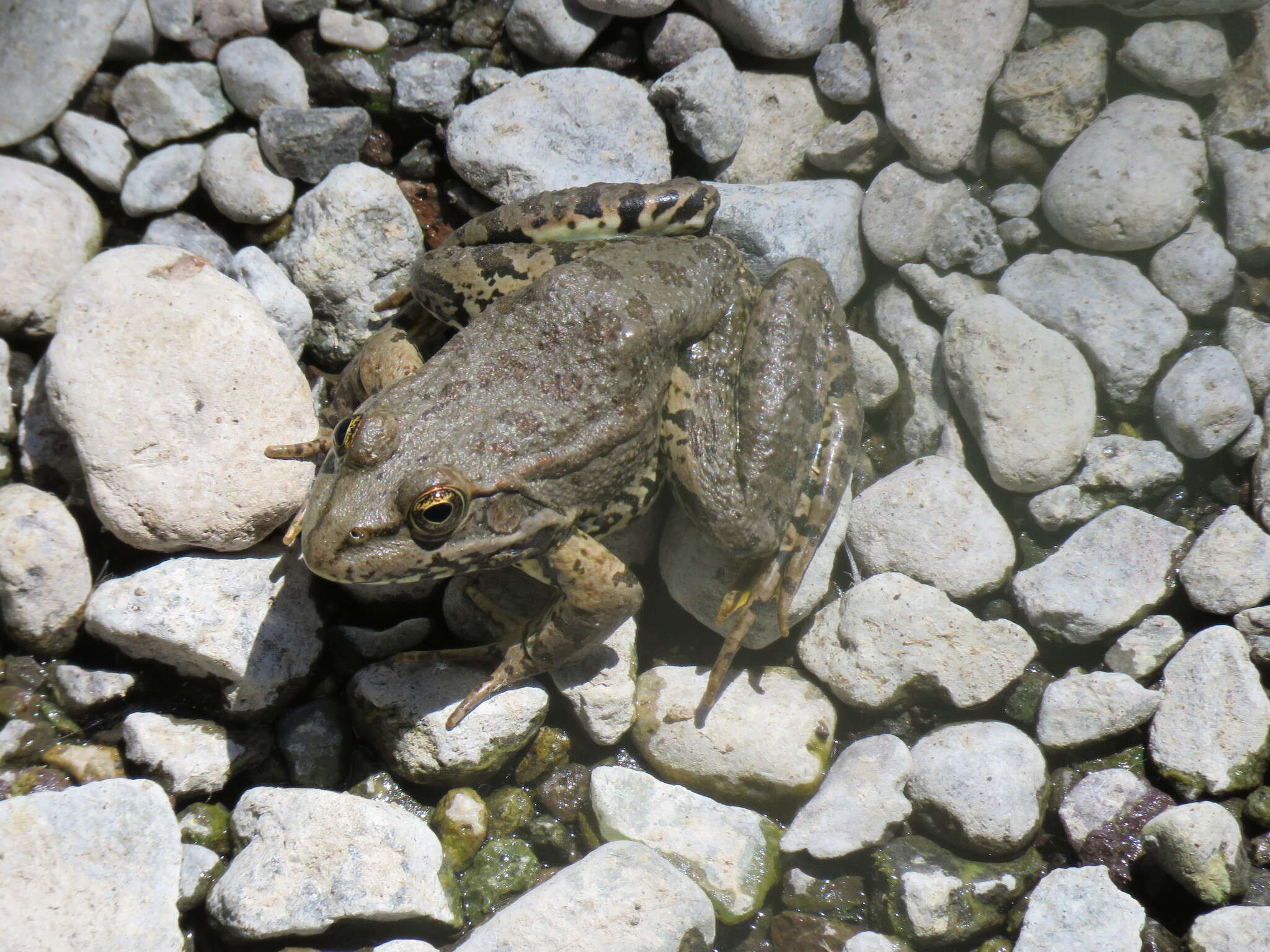 Image of Eurasian Marsh Frog