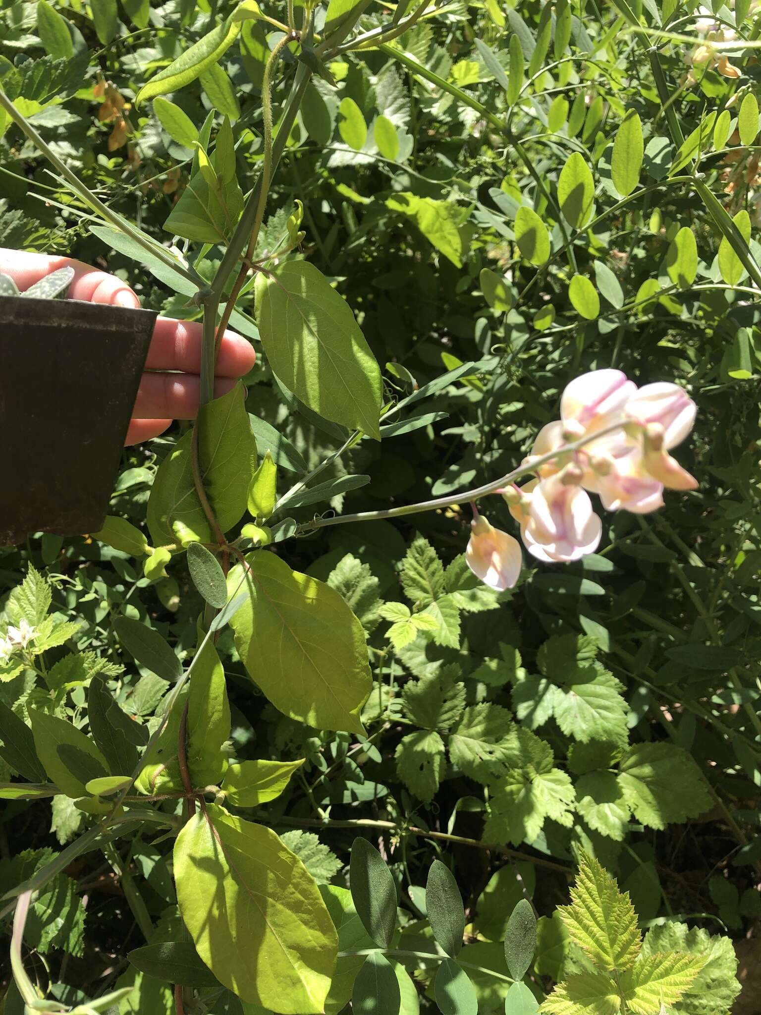 Sivun Lathyrus jepsonii subsp. californicus (S. Watson) C. L. Hitchc. kuva