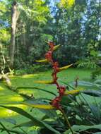 Image of Heliconia richardiana Miq.