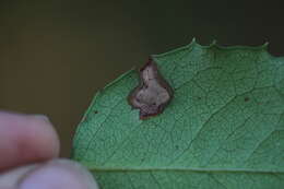 Image of Stigmella braunella (Jones 1933) Wilkinson et al. 1979