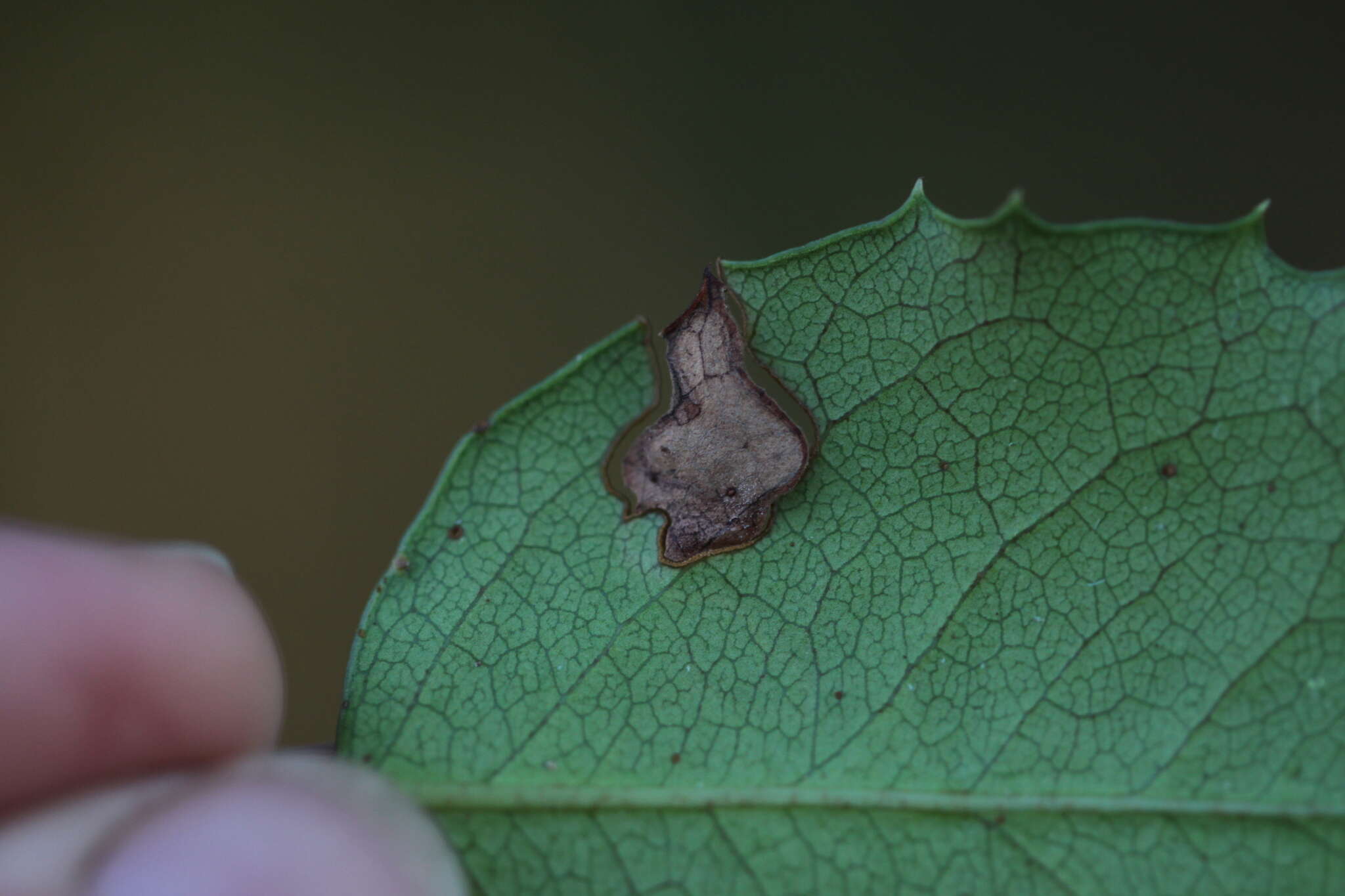 Image of Stigmella braunella (Jones 1933) Wilkinson et al. 1979