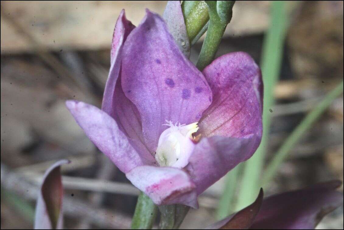 Image of Thelymitra hiemalis D. L. Jones & M. A. Clem.