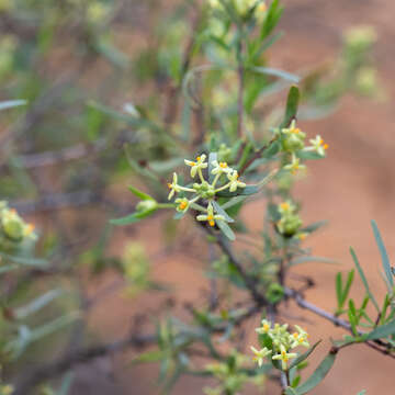 Image of Pimelea microcephala R. Br.